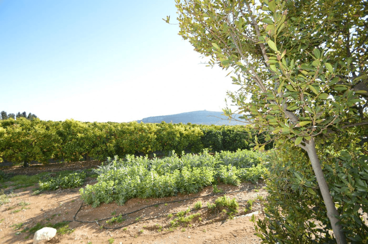 Gran Finca de naranjos con Villa en Vinaròs