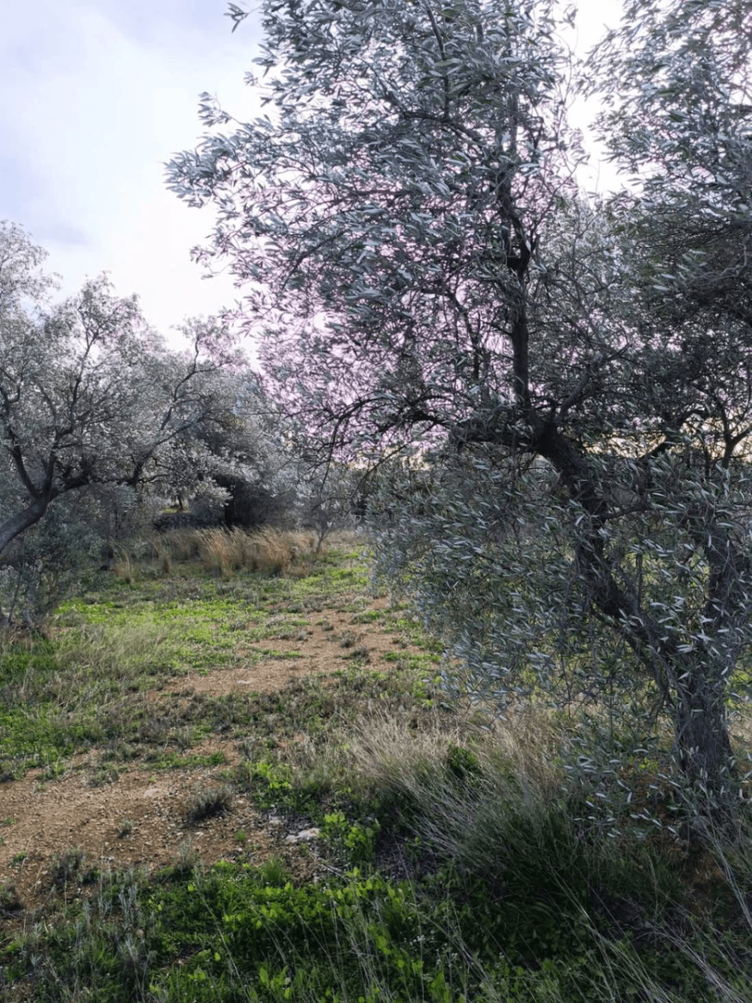 Finca en venta en Canet lo Roig con casa y algibe.