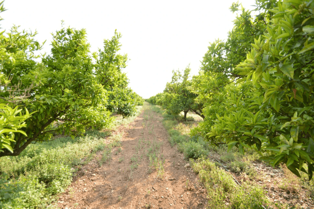 Finca en venta en Vinaròs, zona rural, con 3 habitaciones.