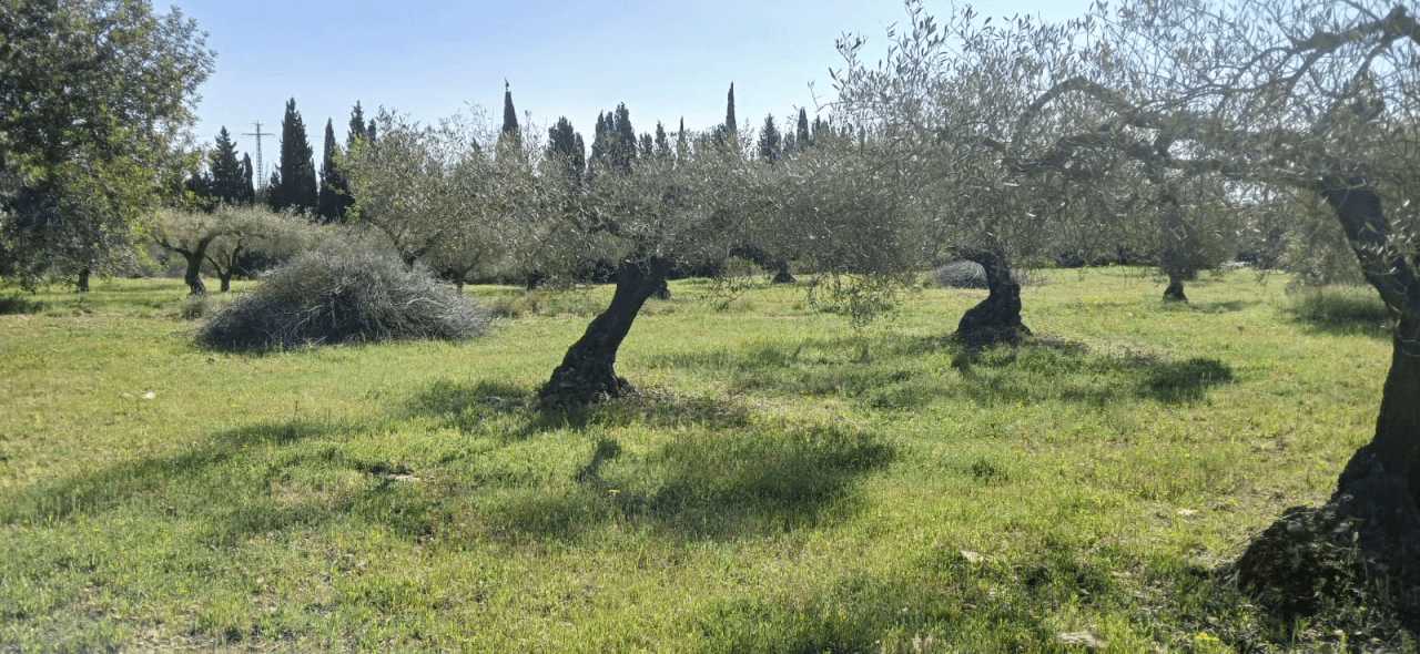 Finca en venta en zona Soterrañes Vinaròs