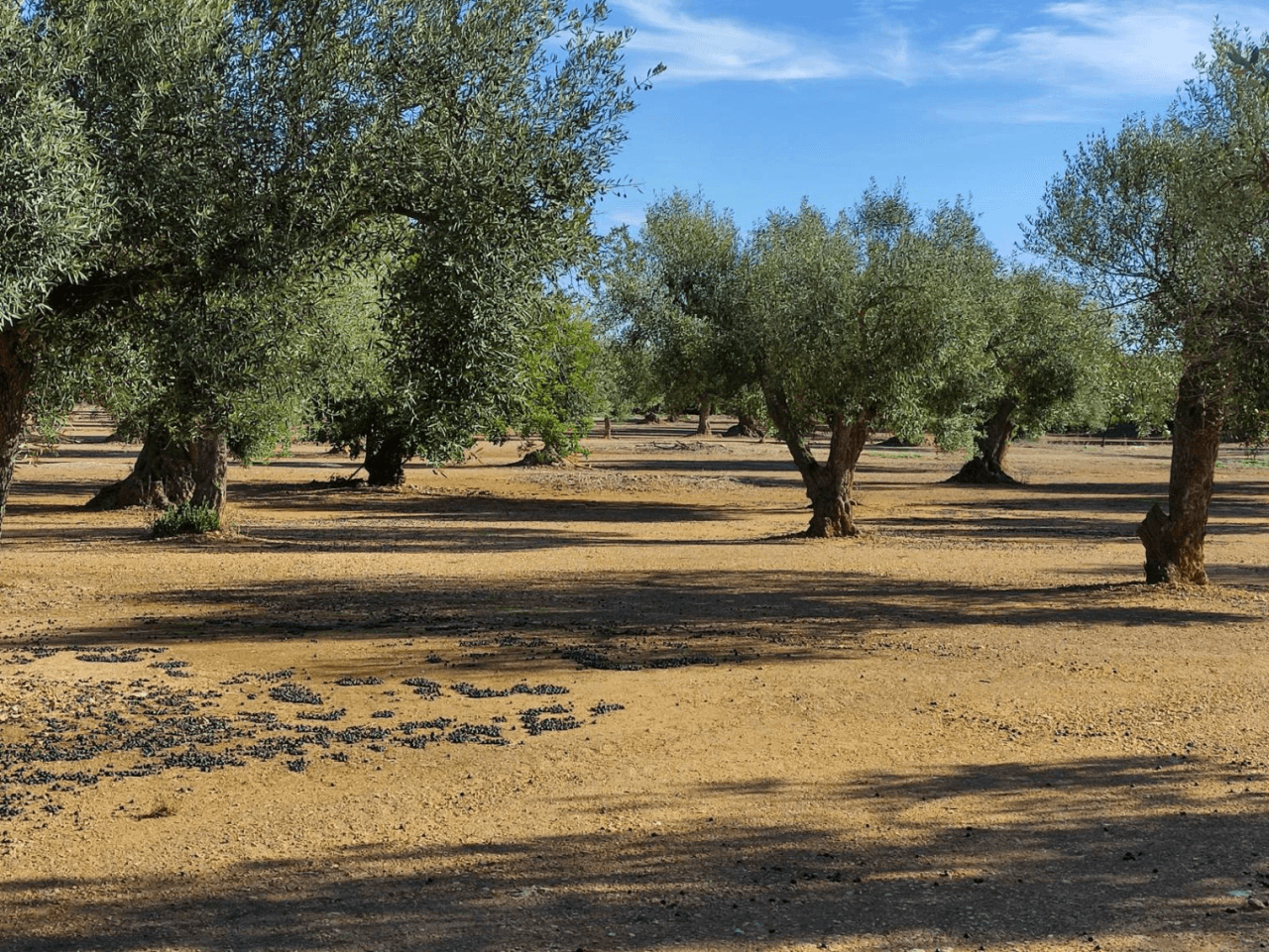 Finca de olivos en venta en Traiguera