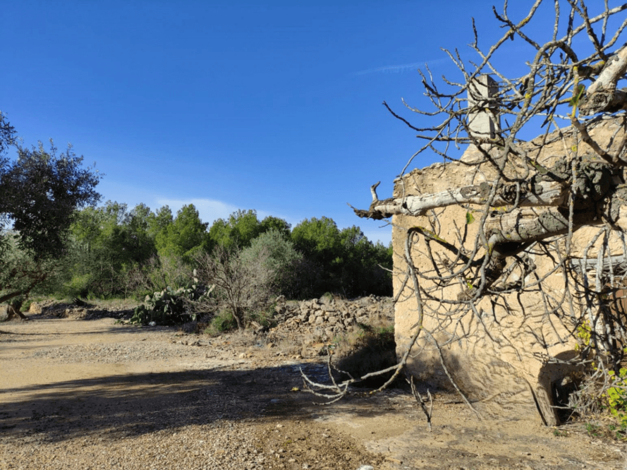 Finca de olivos en venta en Traiguera
