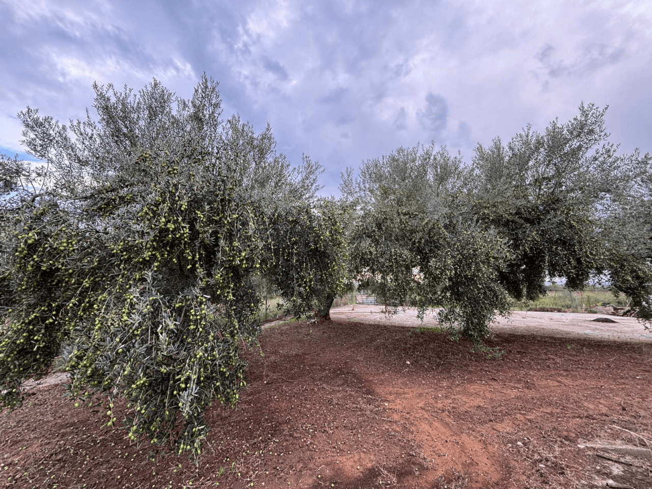 VILLA AVEC GRAND TERRAIN À VENDRE À VINARÒS