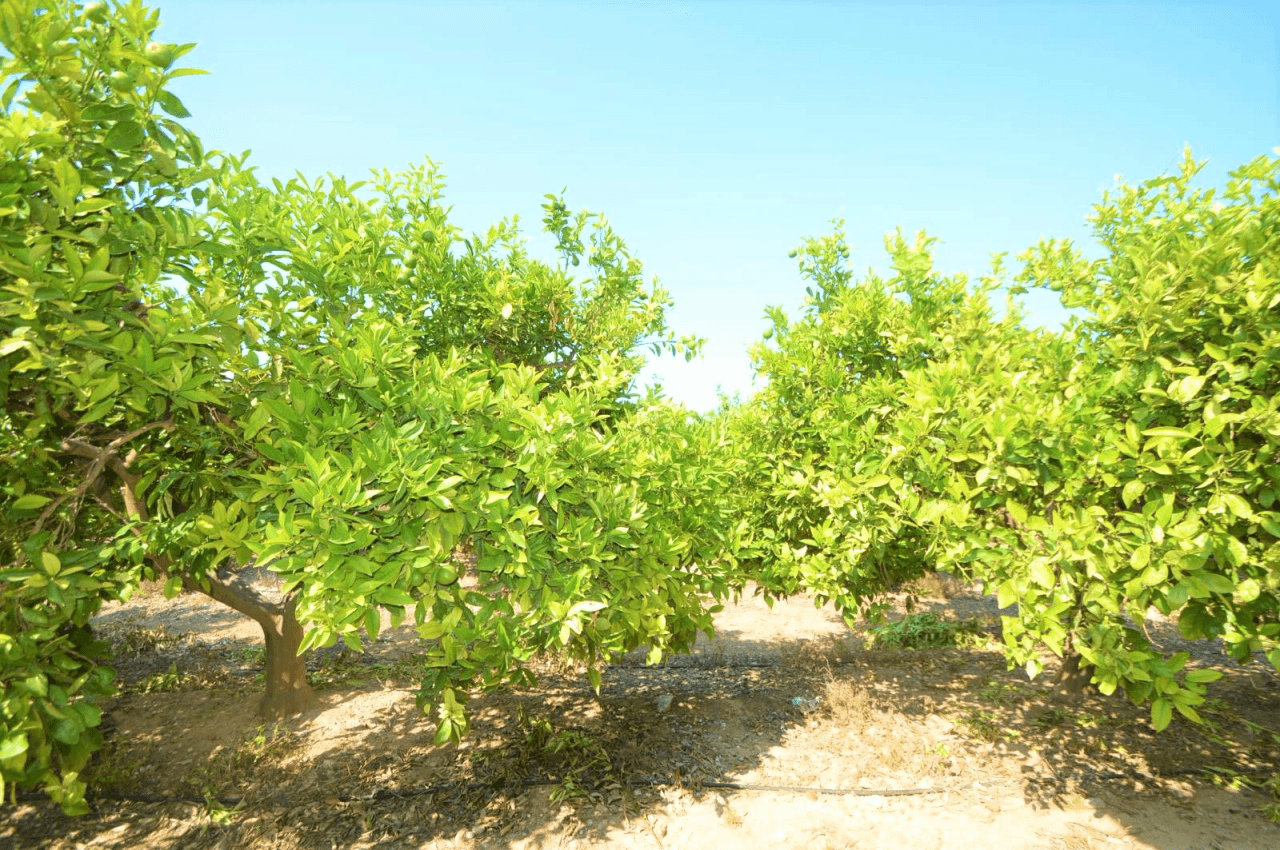 En venta finca con chalet en Vinaròs