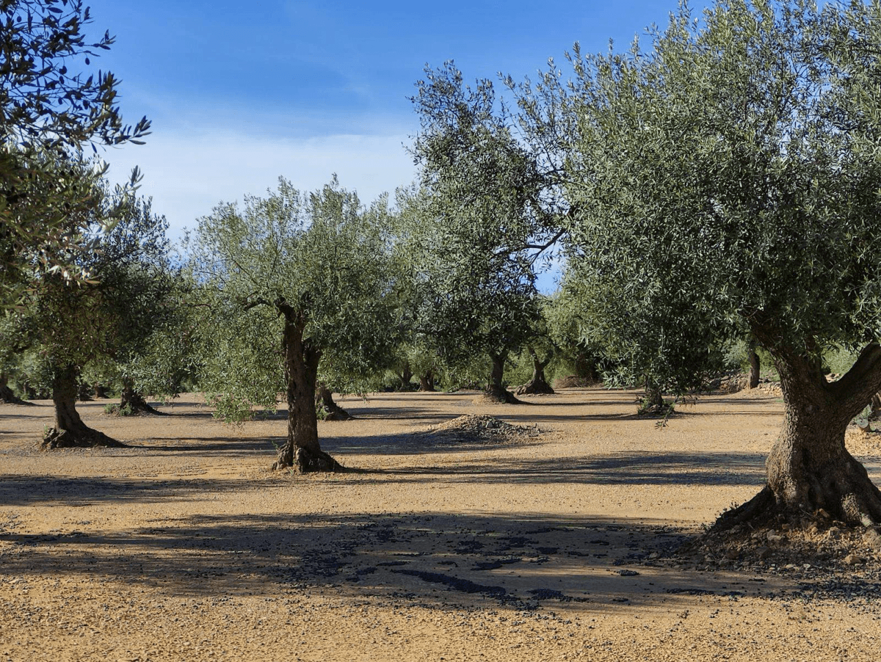 Finca de olivos en venta en Traiguera