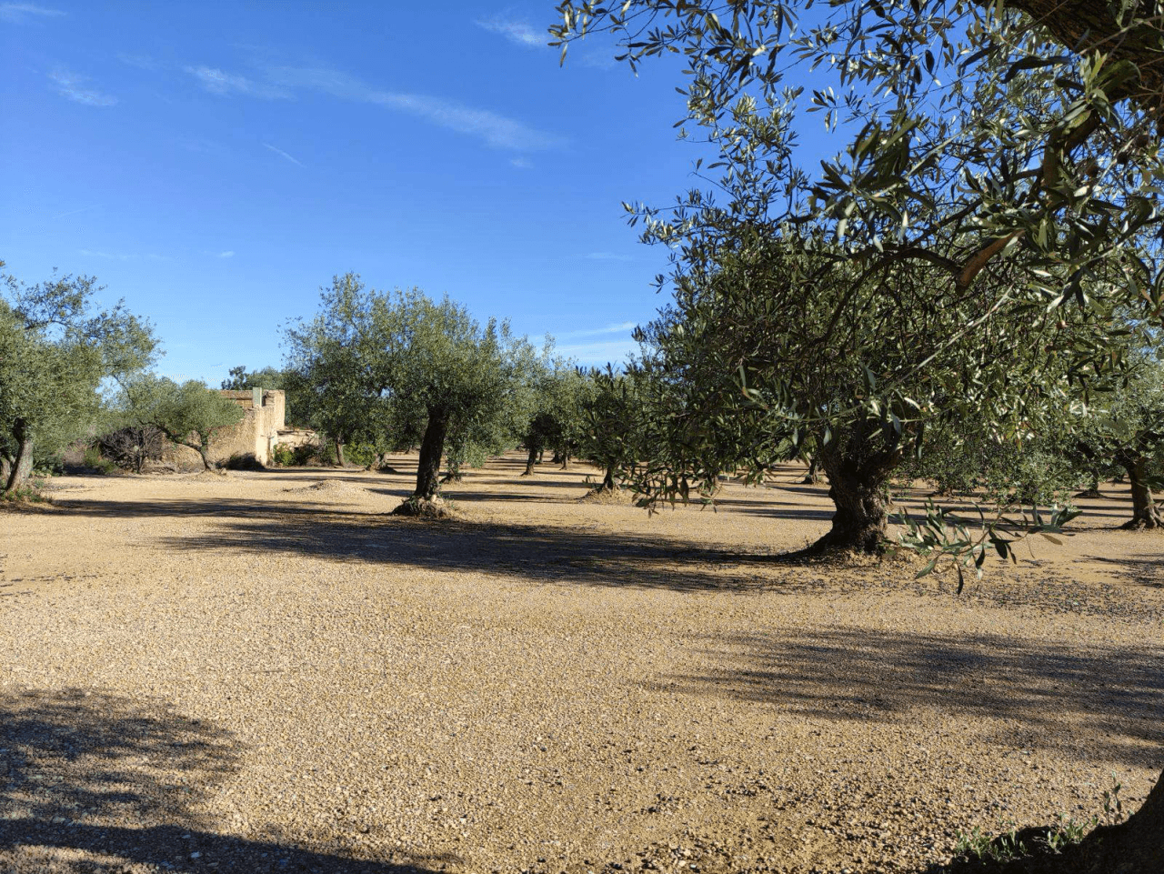 Finca de olivos en venta en Traiguera