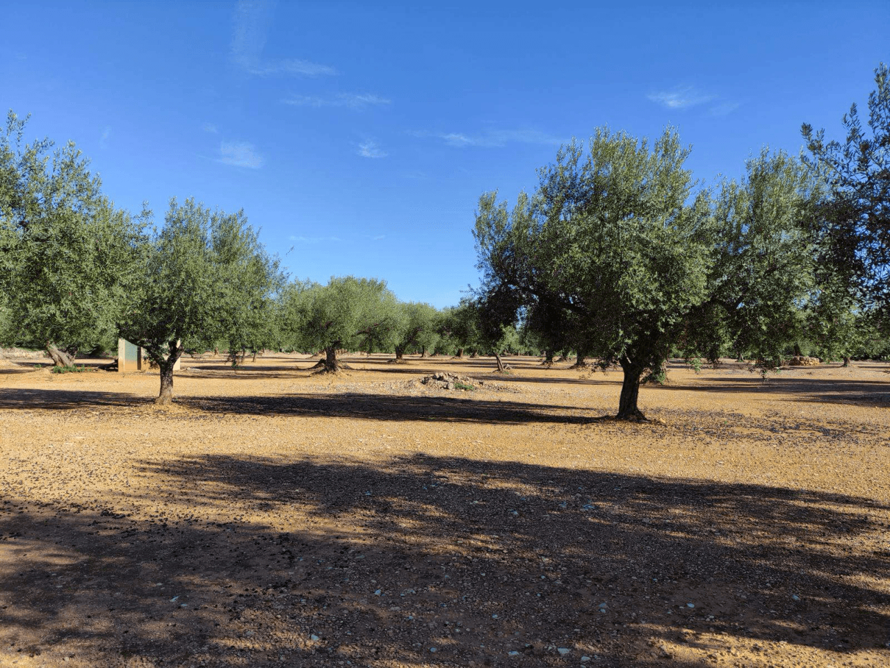 Finca de olivos en venta en Traiguera
