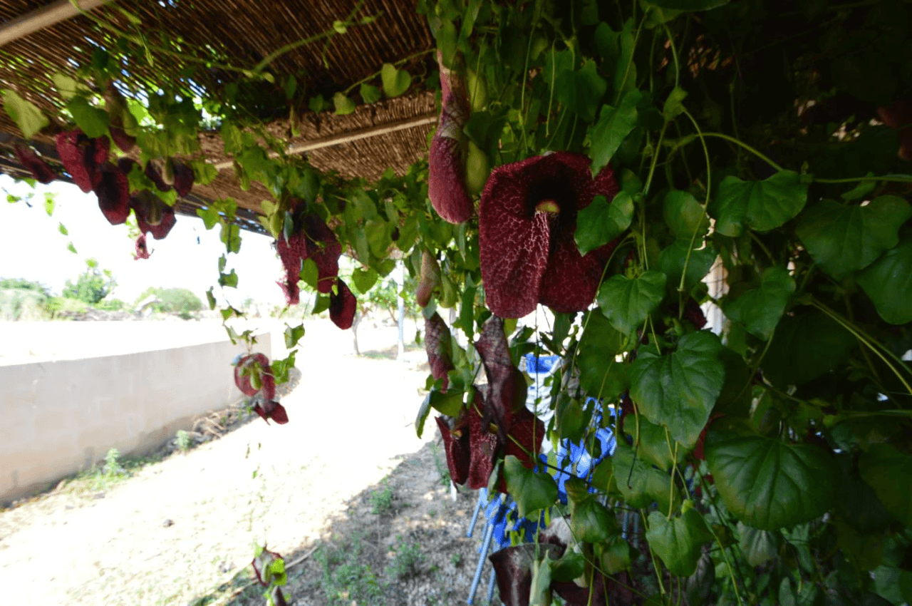 En venta Finca en Vinaròs, granja escuela
