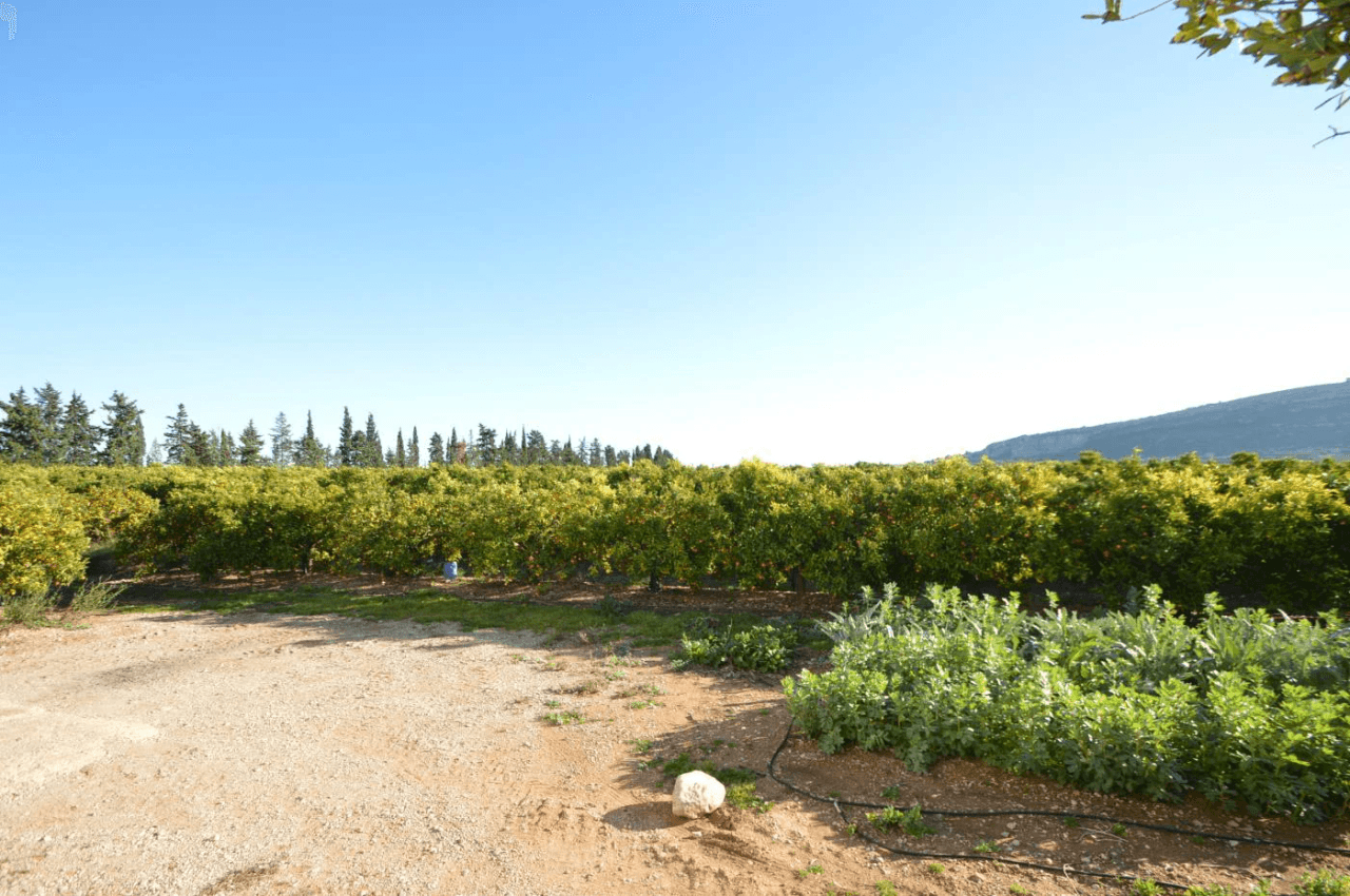 Gran Finca de naranjos con Villa en Vinaròs