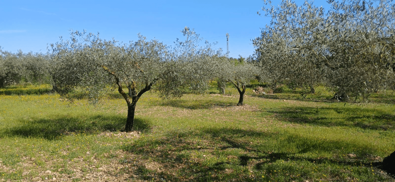 Finca en venta en zona Soterrañes Vinaròs