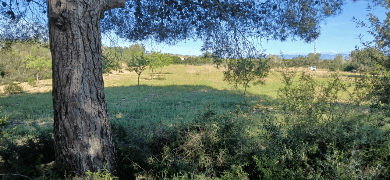 Finca en venta en zona Soterrañes Vinaròs
