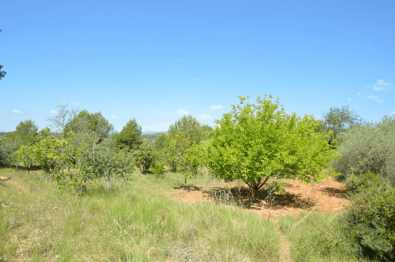 En venta, Finca rústica en Alcalá de Xivert (Castellón)