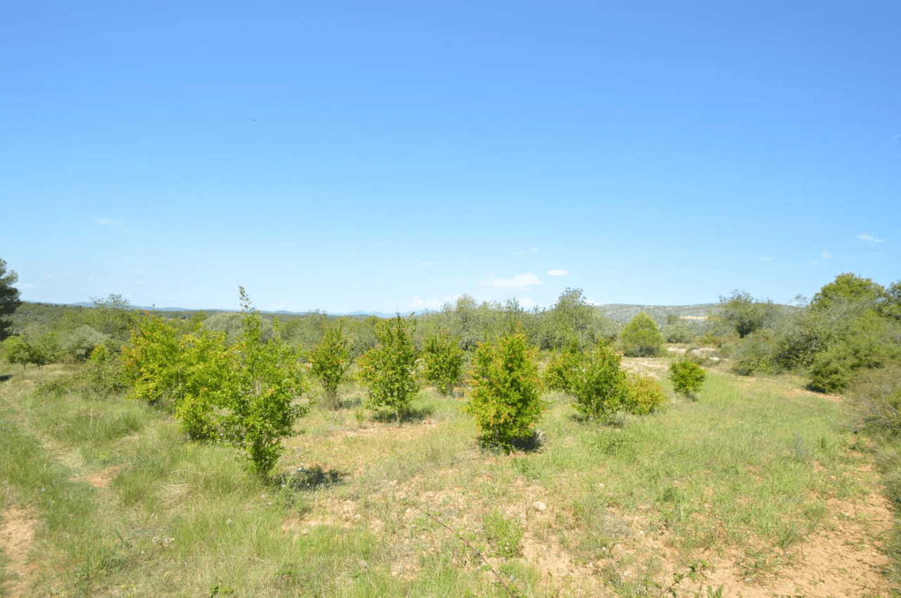 En venta, Finca rústica en Alcalá de Xivert (Castellón)