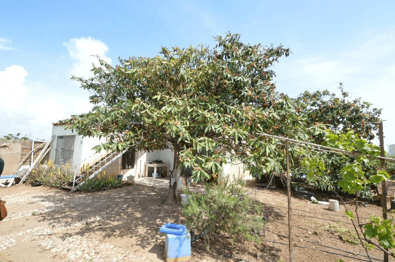 Finca en venta en Benicarló con casa y almacén