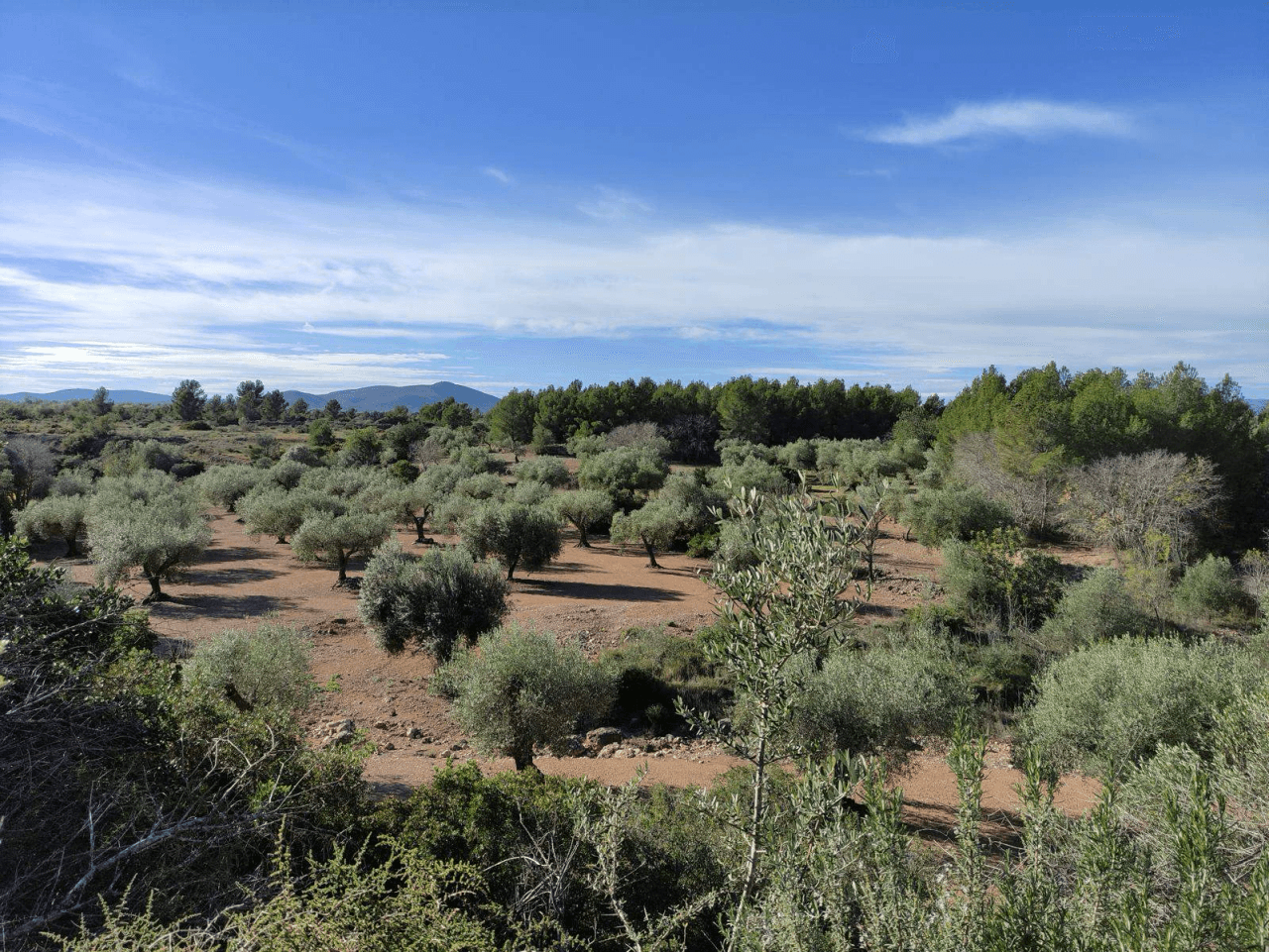 Finca de olivos en venta en Traiguera