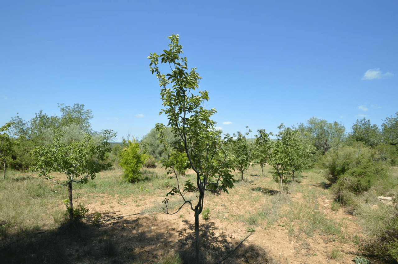 En venta, Finca rústica en Alcalá de Xivert (Castellón)
