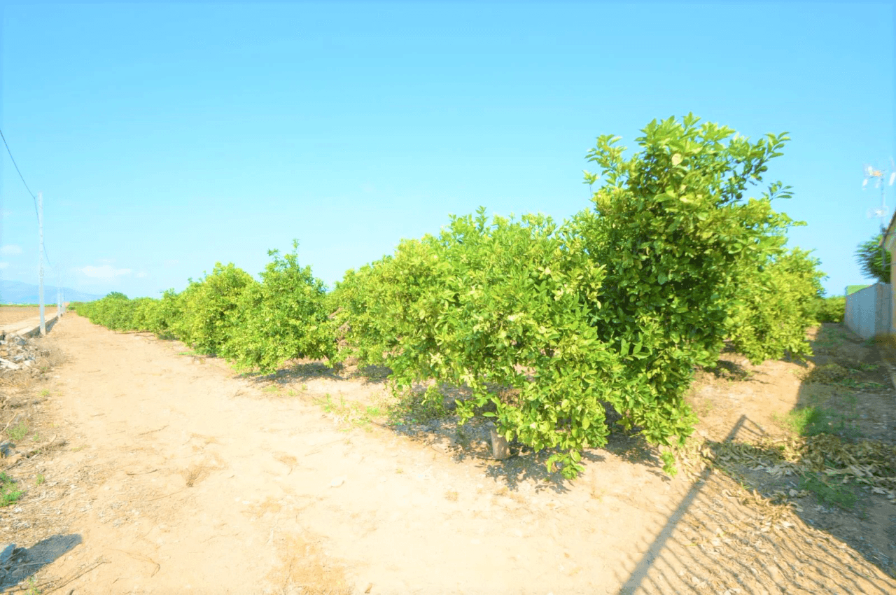 En venta finca con chalet en Vinaròs